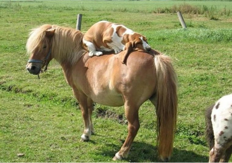 Приколы с лошадьми с собаками