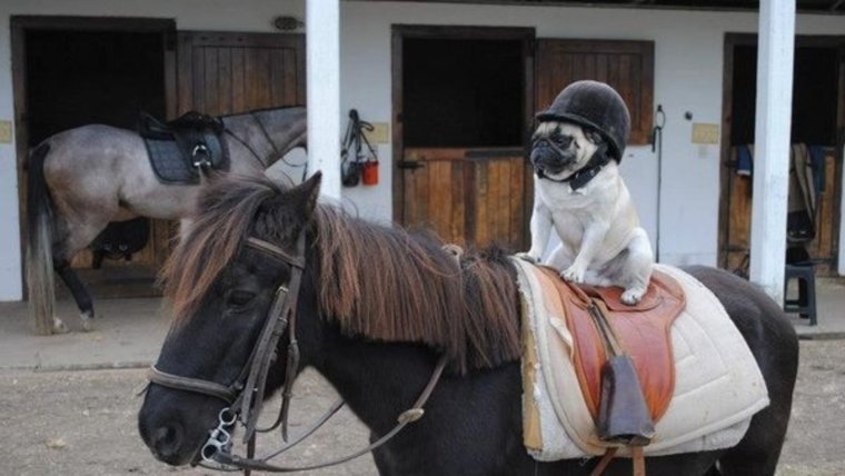 Собака верхом на лошади