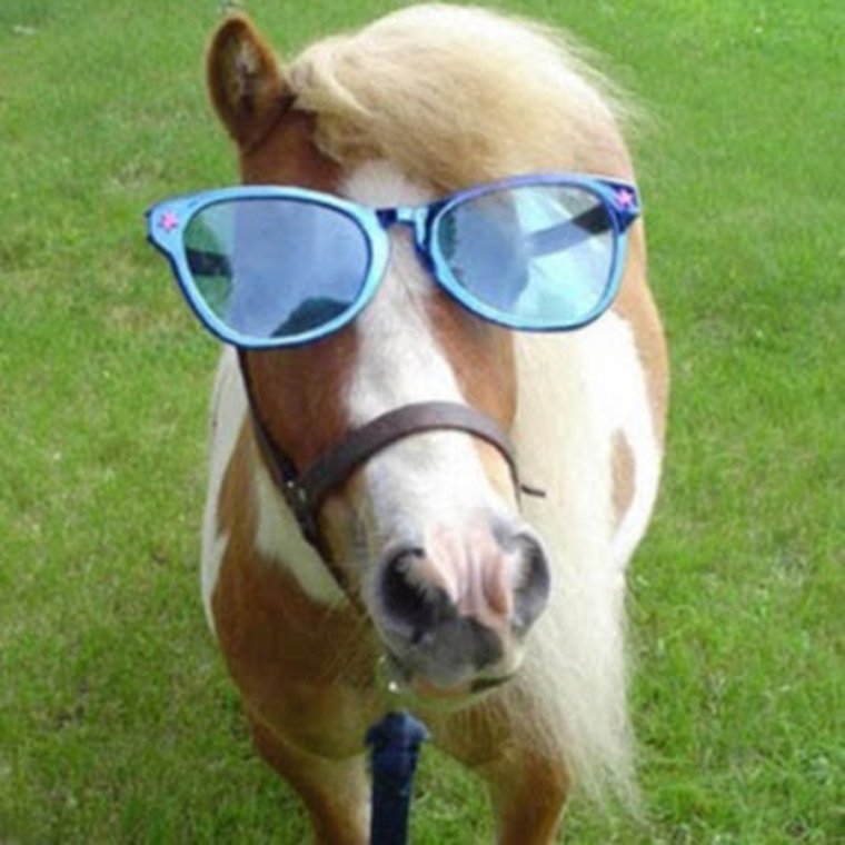 Лошадь в очках