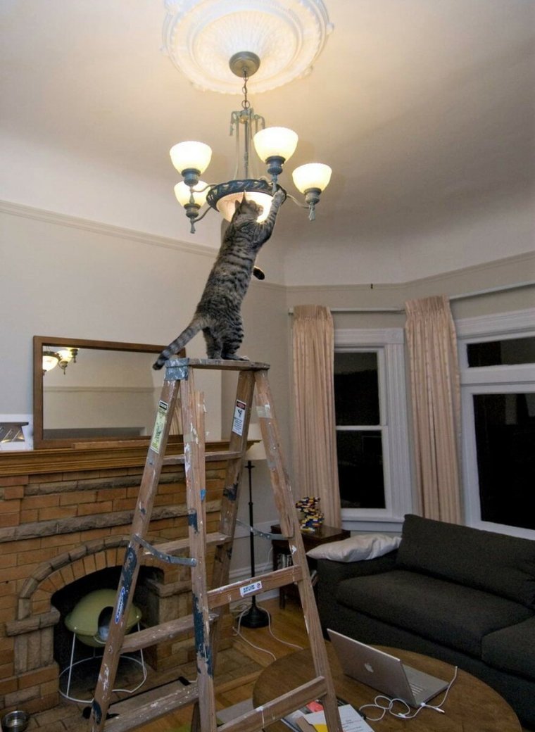 Кот на люстре