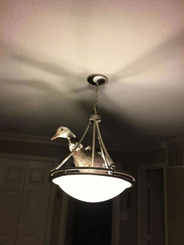 Страшная люстра