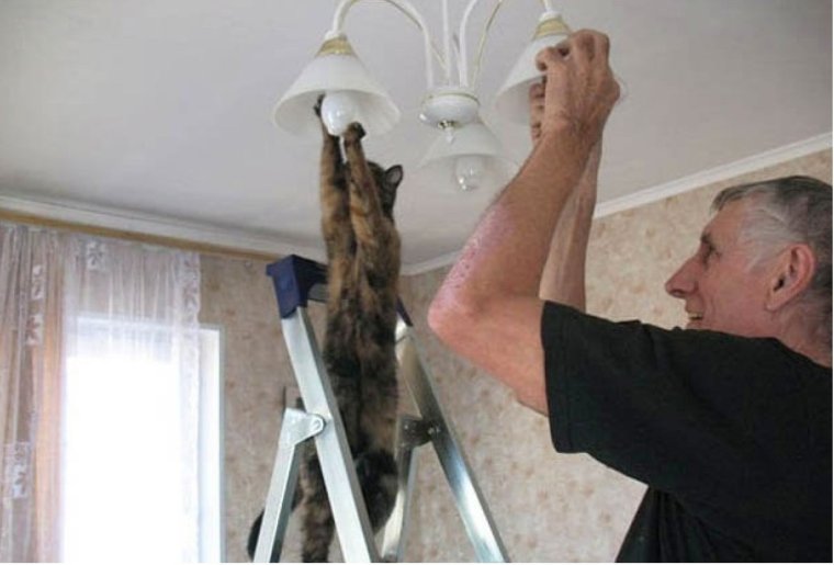 Кот электрик