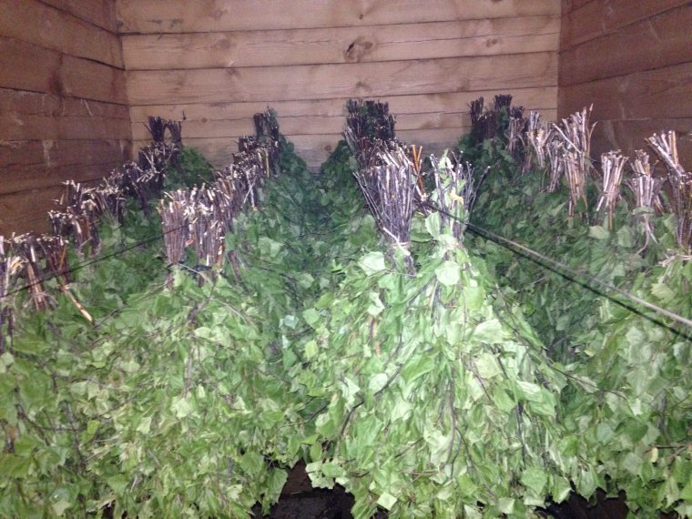 Заготовка березовых веников