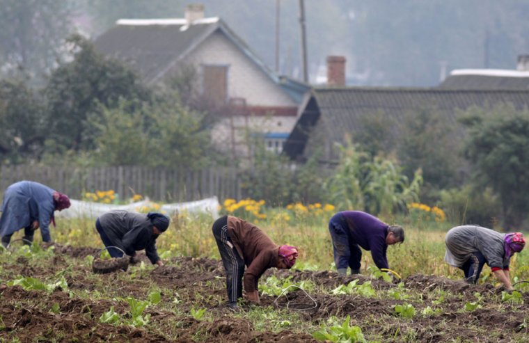 Копать картошку