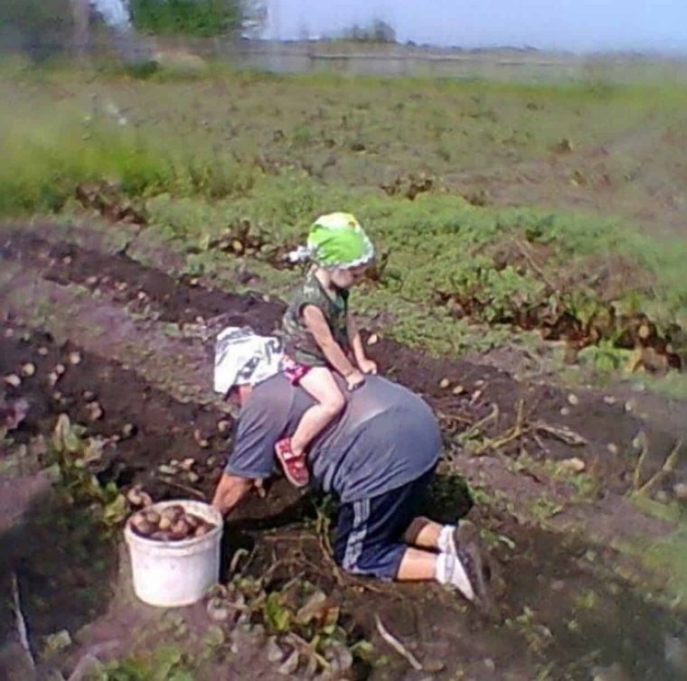 Бабушка копает картошку