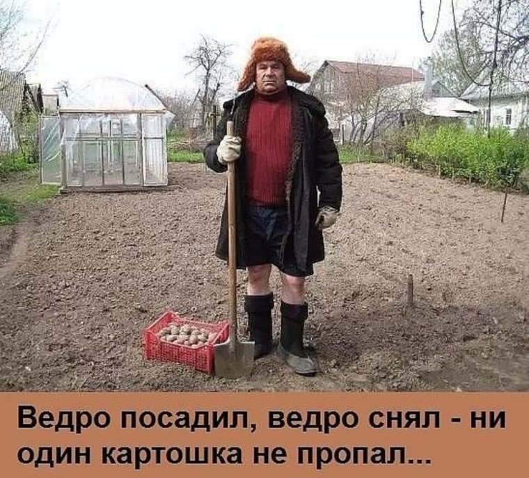 Пора сажать картошку