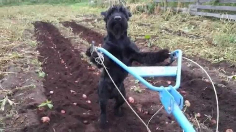 Собака в огороде