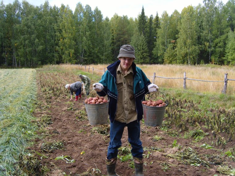 Сбор картошки в деревне
