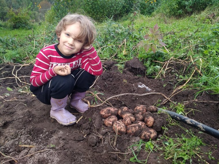 Копка картошки