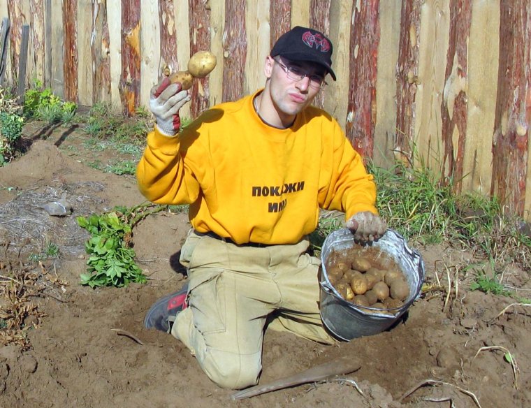 Ведро картошки шутка