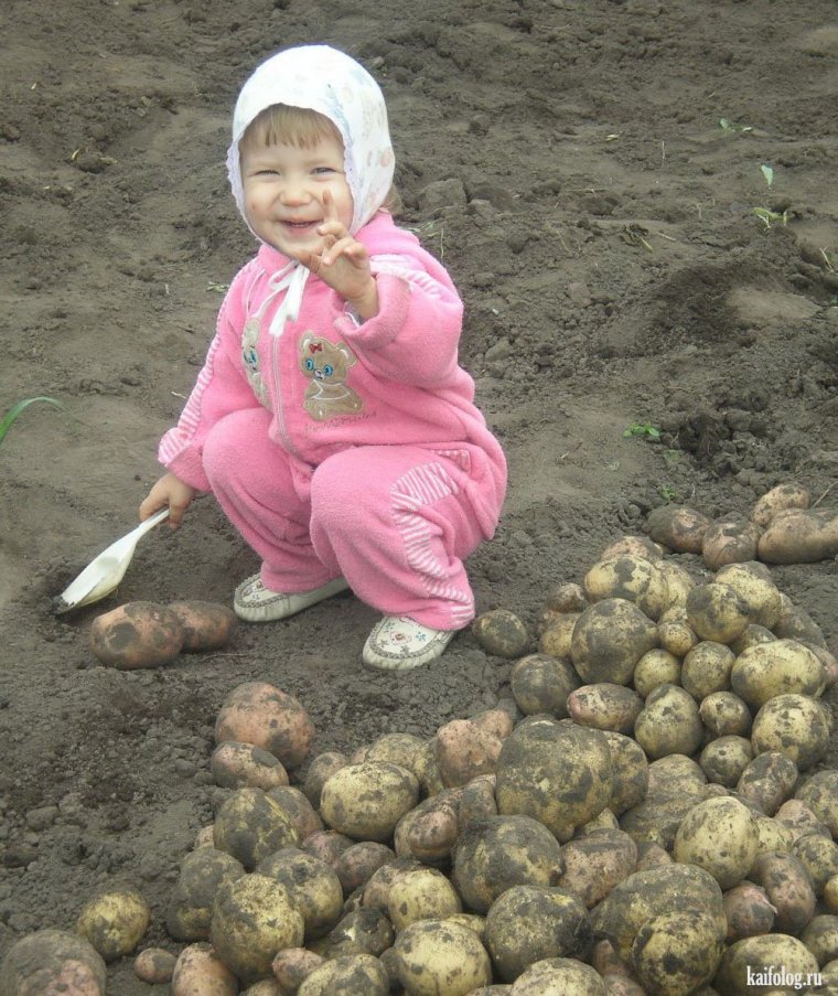 Копать картошку