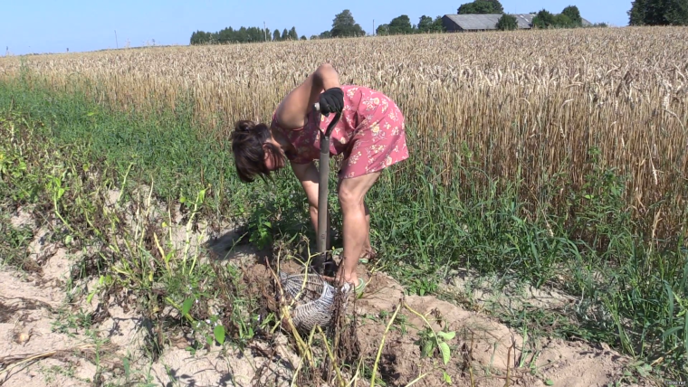 Уборка картошки в огороде
