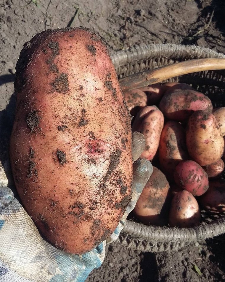 Выкапывание картошки