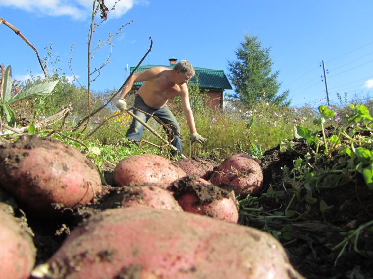 Выкапывание картофеля