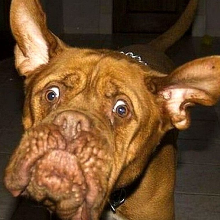 Смешные рожи собак