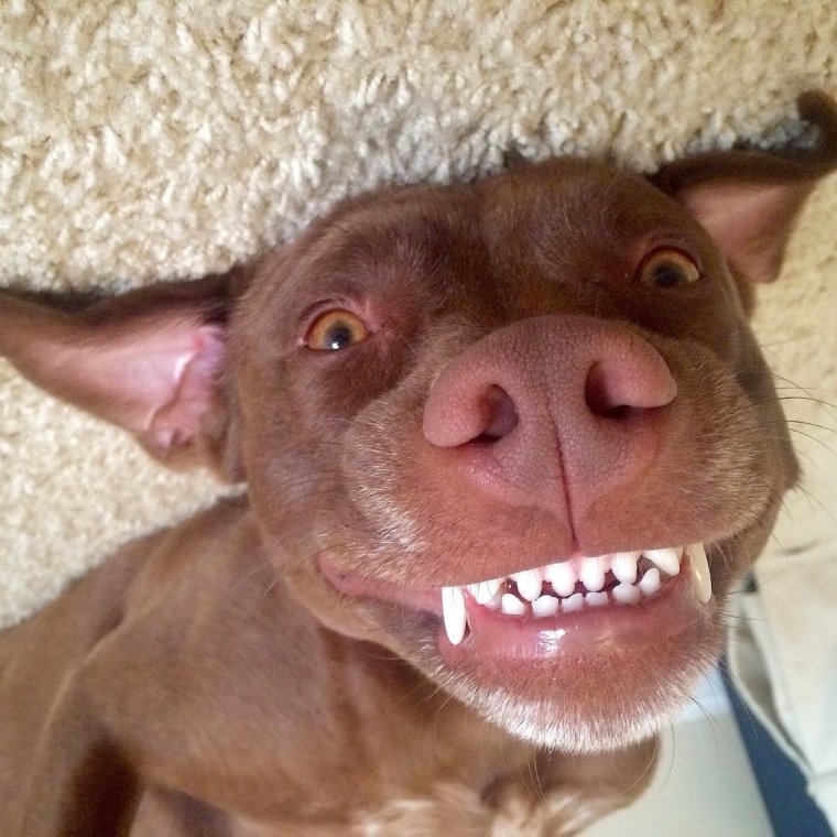 Дебильные животные