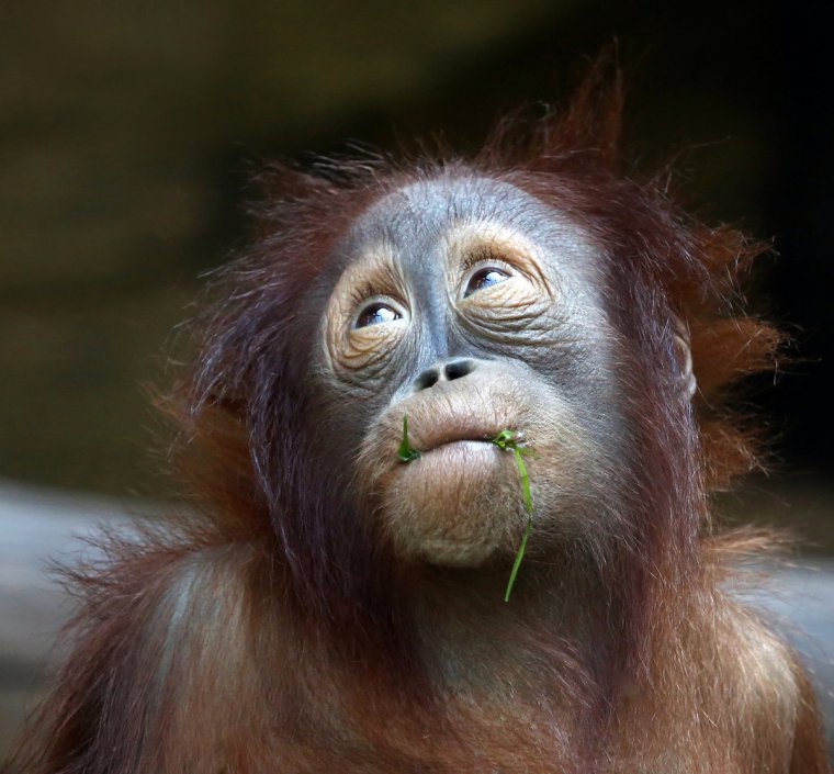 Эмоции животных