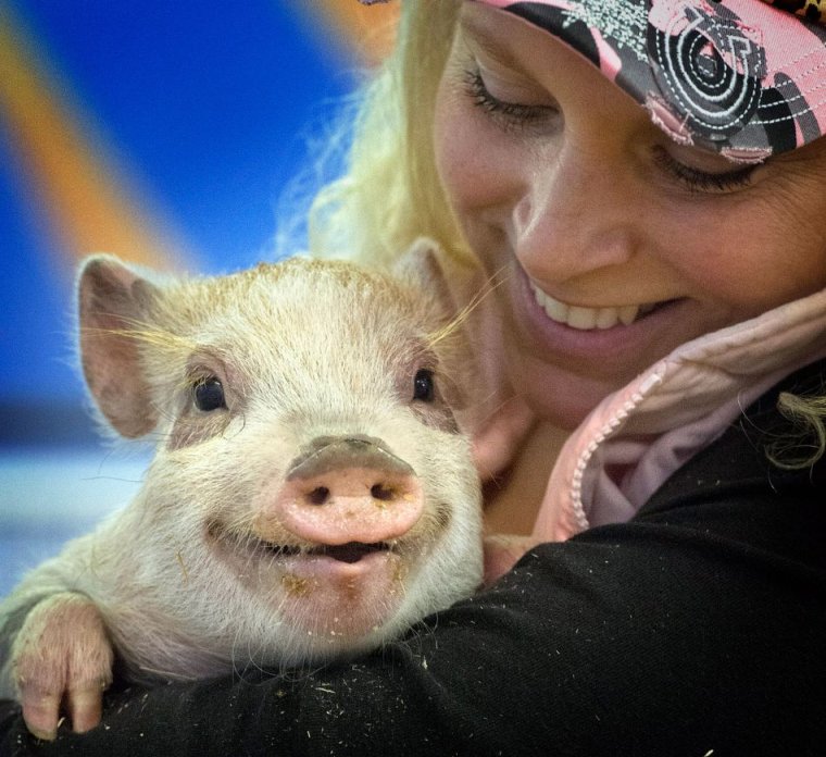 Довольный поросенок