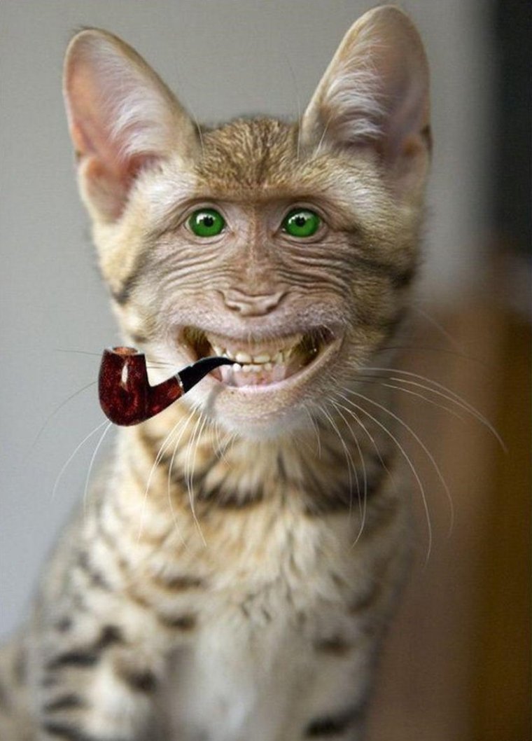 Смешные рожи кошек
