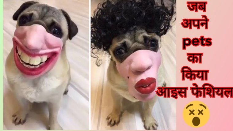 Смешная собака в маске