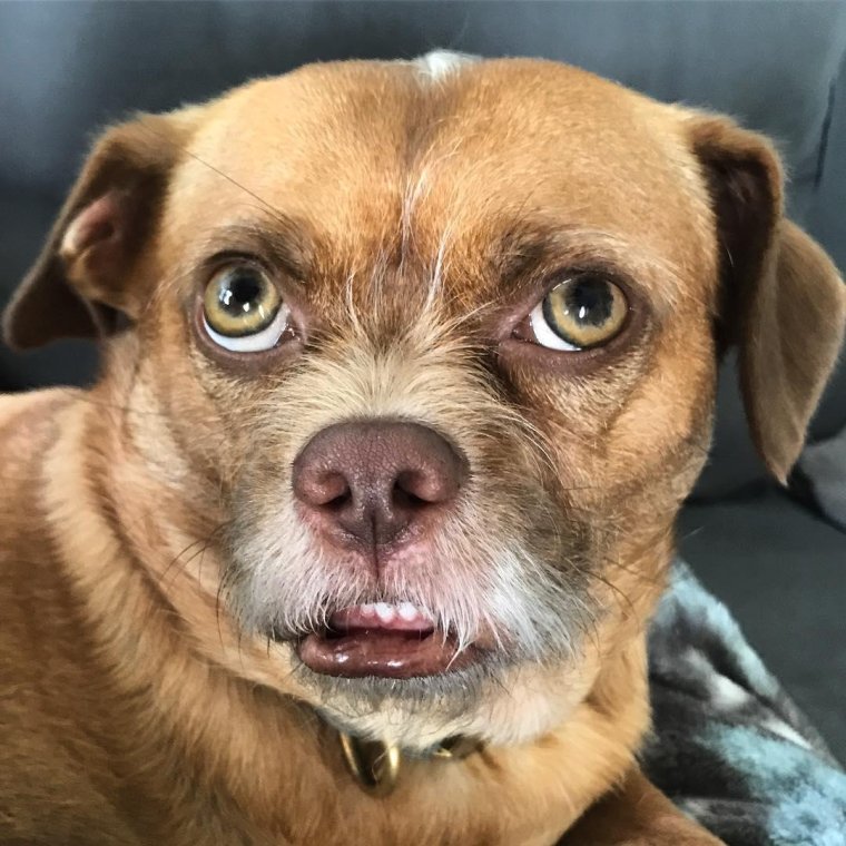 Смешные эмоции животных