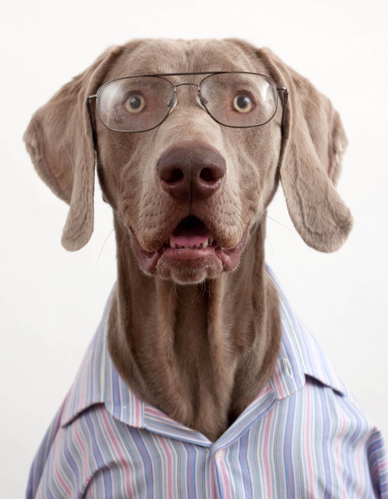 Смешные морды