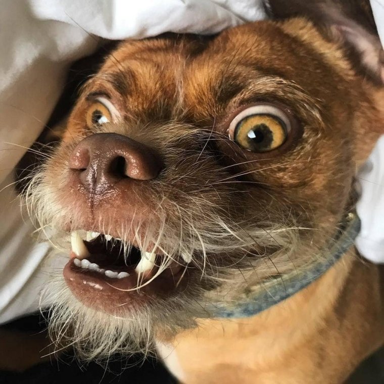 Смешные морды собак