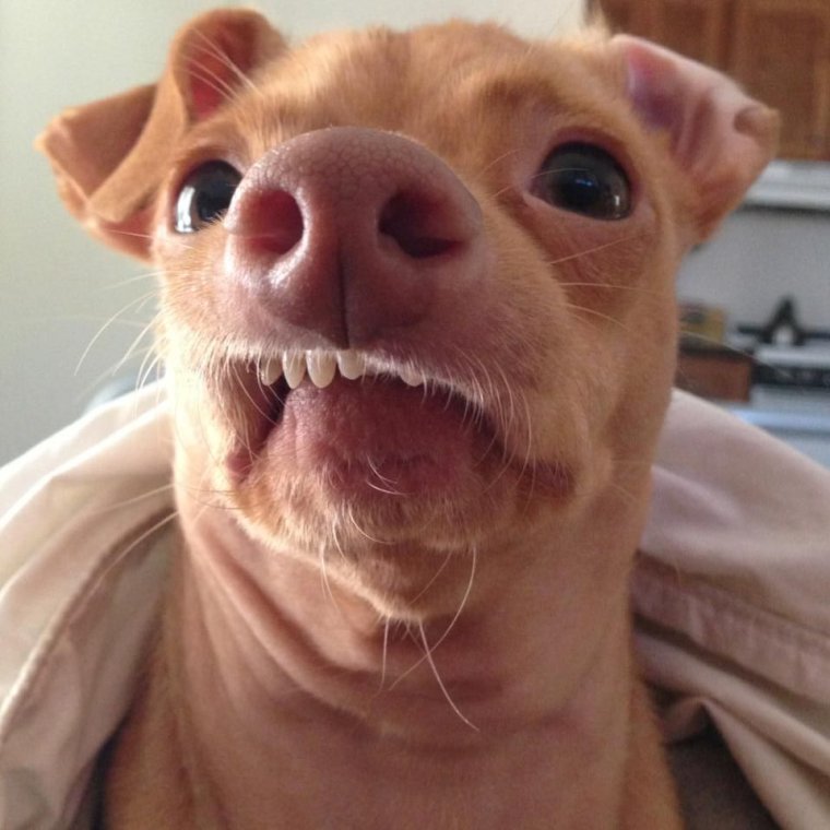 Собака со смешной челюстью