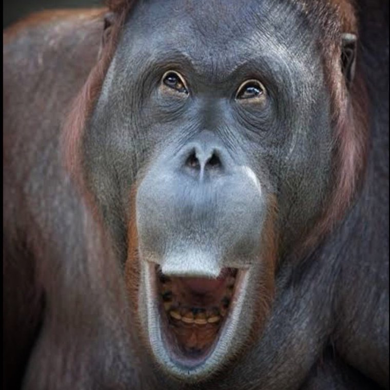 Смешные морды