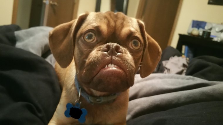 Грустная смешная собака