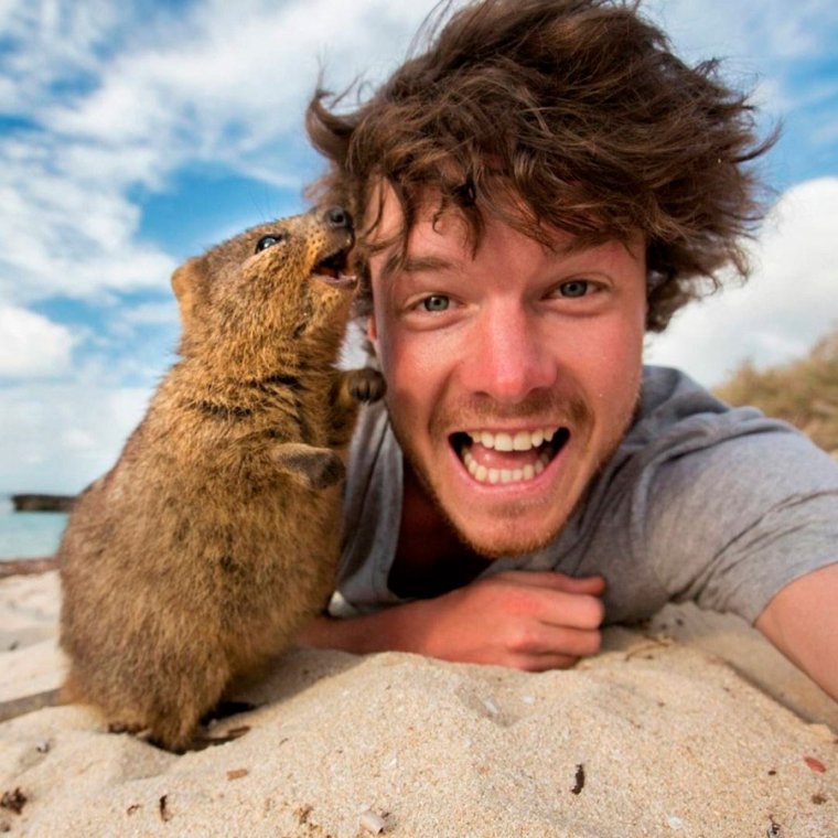 Артем Миронов Quokka