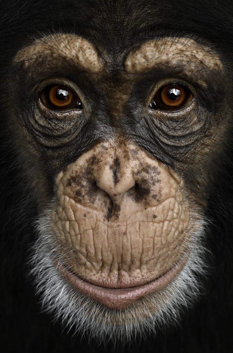 Глаза обезьяны