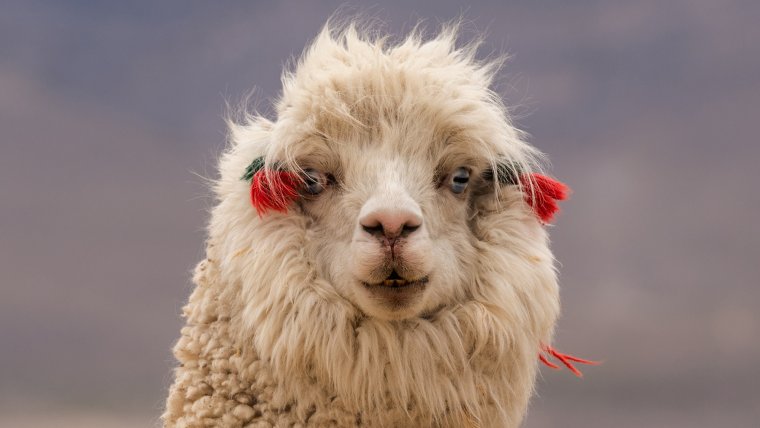 Альпака мордочка