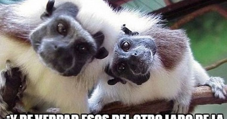 Зверята смешные на фуникулере