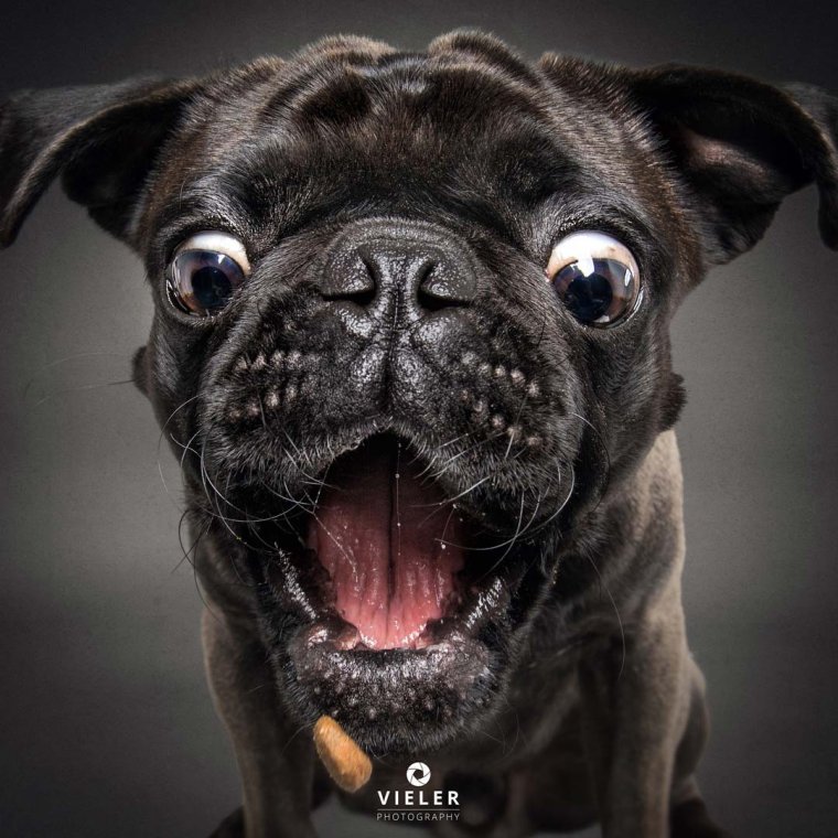 Мордашка собаки