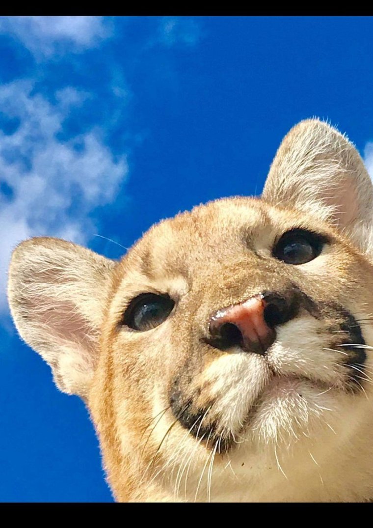 Красивые животные