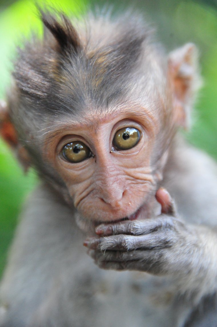 Смешные морды обезьян