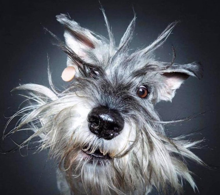 Смешные мордашки собак