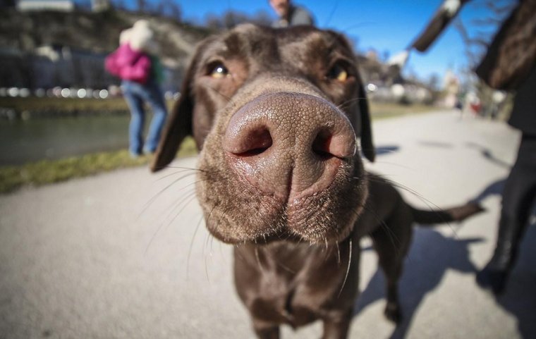 Смешные морды