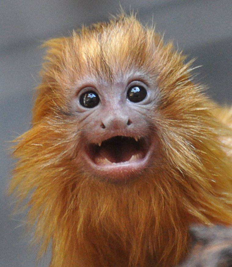 Смешные морды