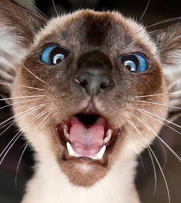 Смешной кот