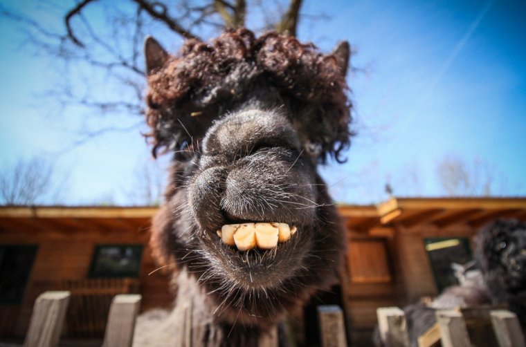 Прикольные мордочки