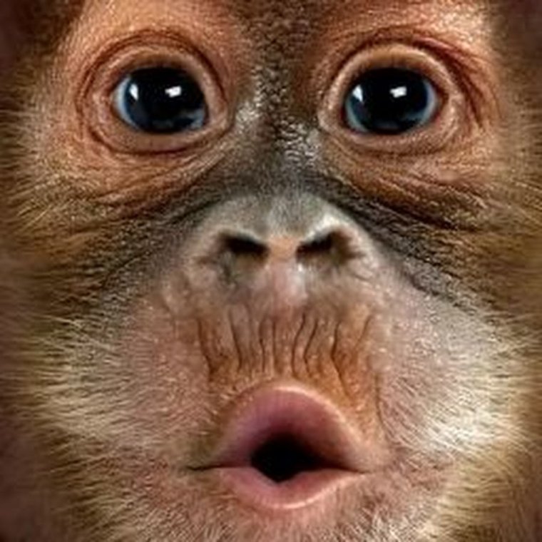 Смешные рожицы животных