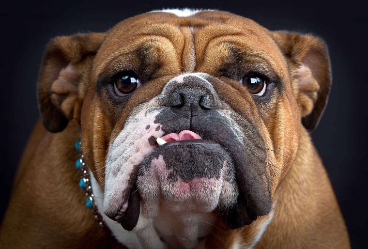 Английский бульдог