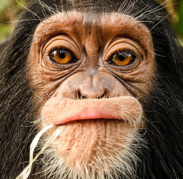 Смешные морды