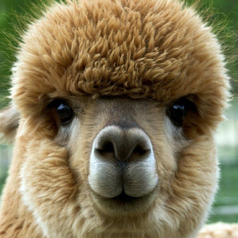 Альпака vicugna Pacos