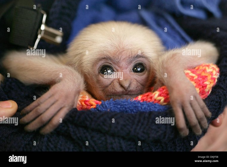 Забавные мордашки животных