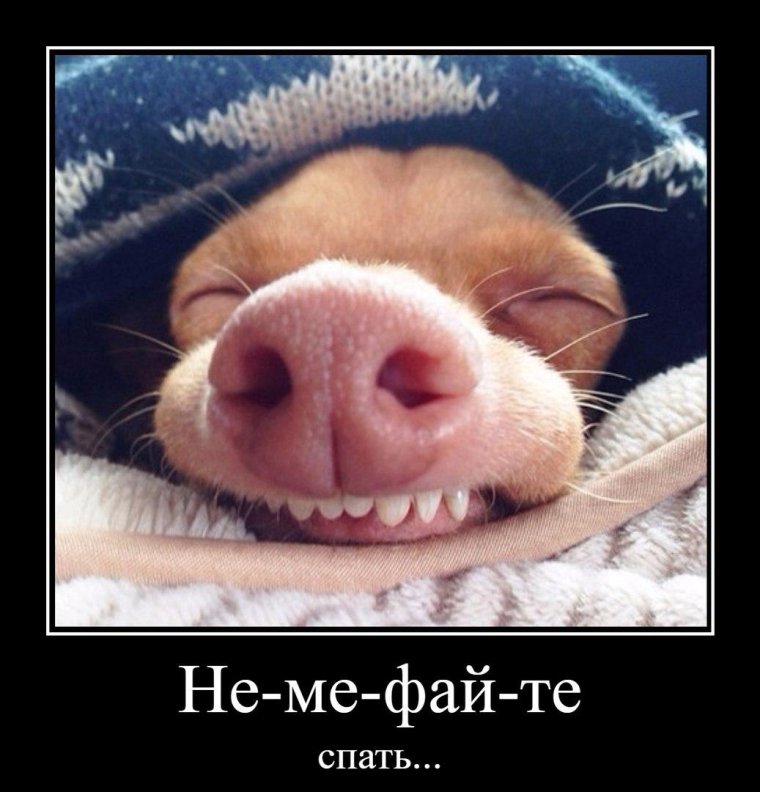 Смешные домашние питомцы