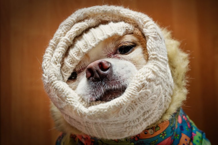 Самые смешные морды животных