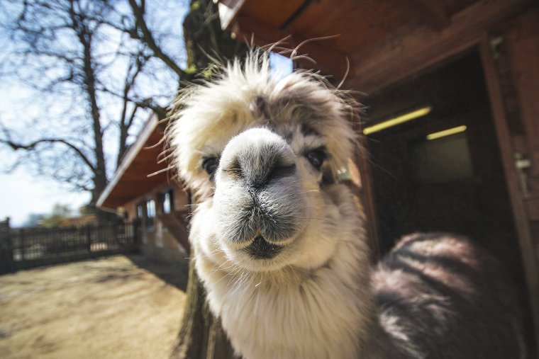 Смешные морды животных фото